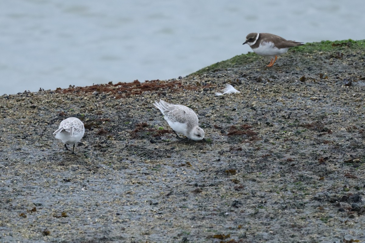 Sanderling - ML642478162