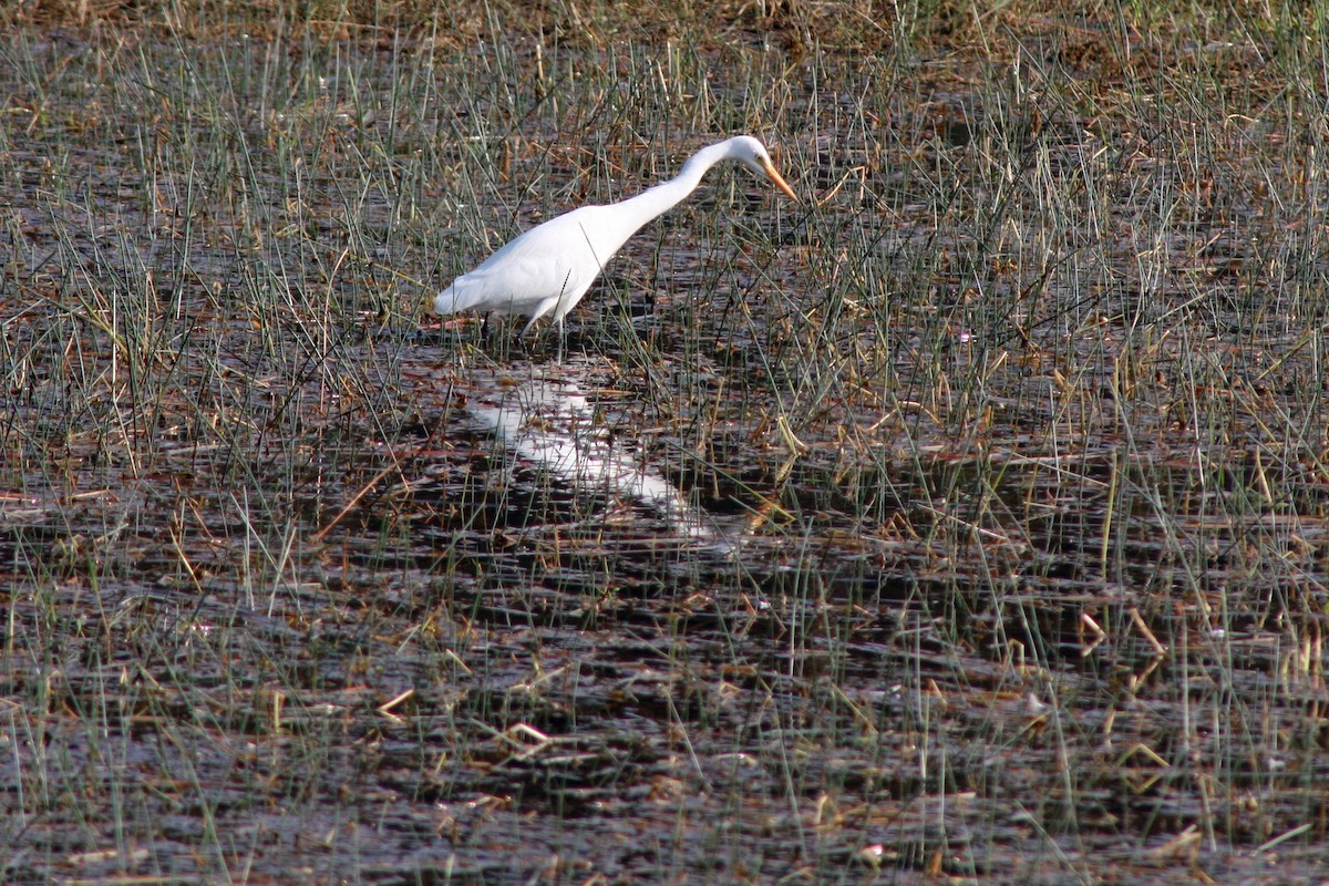 Asian Woolly-necked Stork - ML642478164
