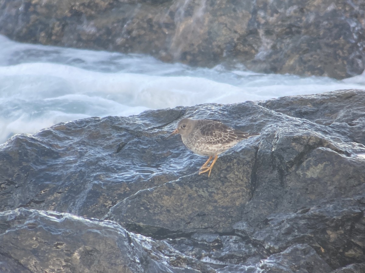 Purple Sandpiper - ML642478166