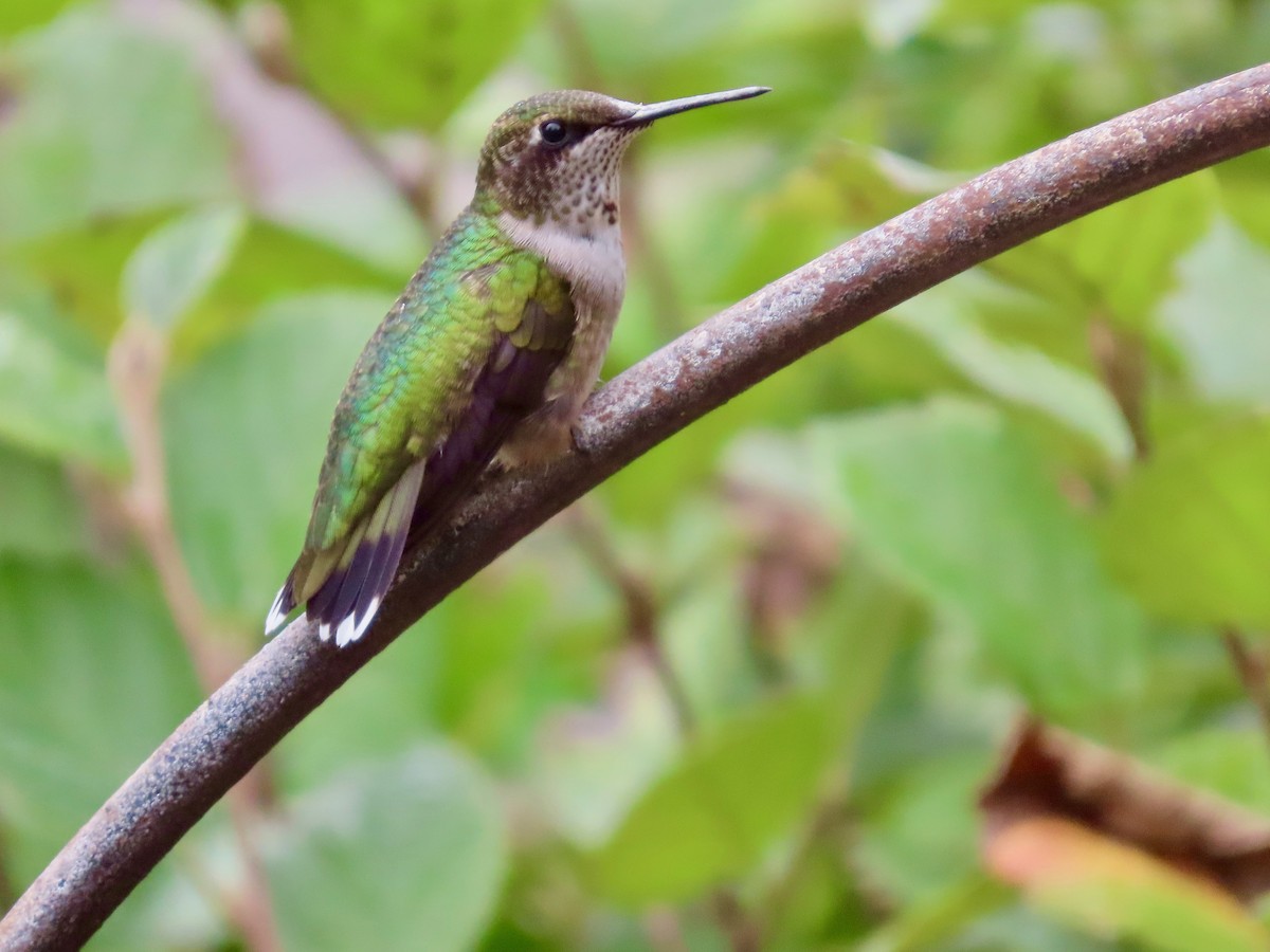 Ruby-throated Hummingbird - ML642478167