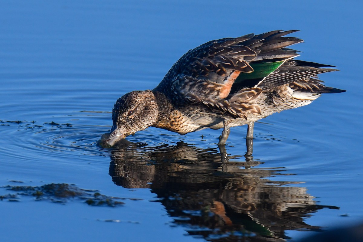 Green-winged Teal - ML642478173