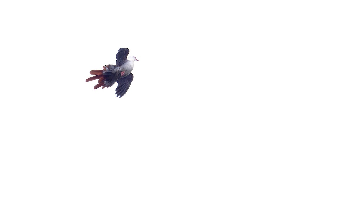 Great Cuckoo-Dove - ML642478179