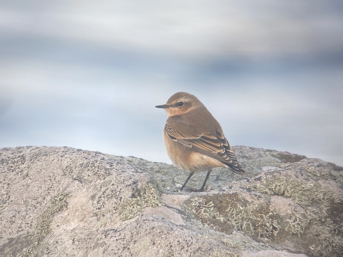 Northern Wheatear - ML642478180