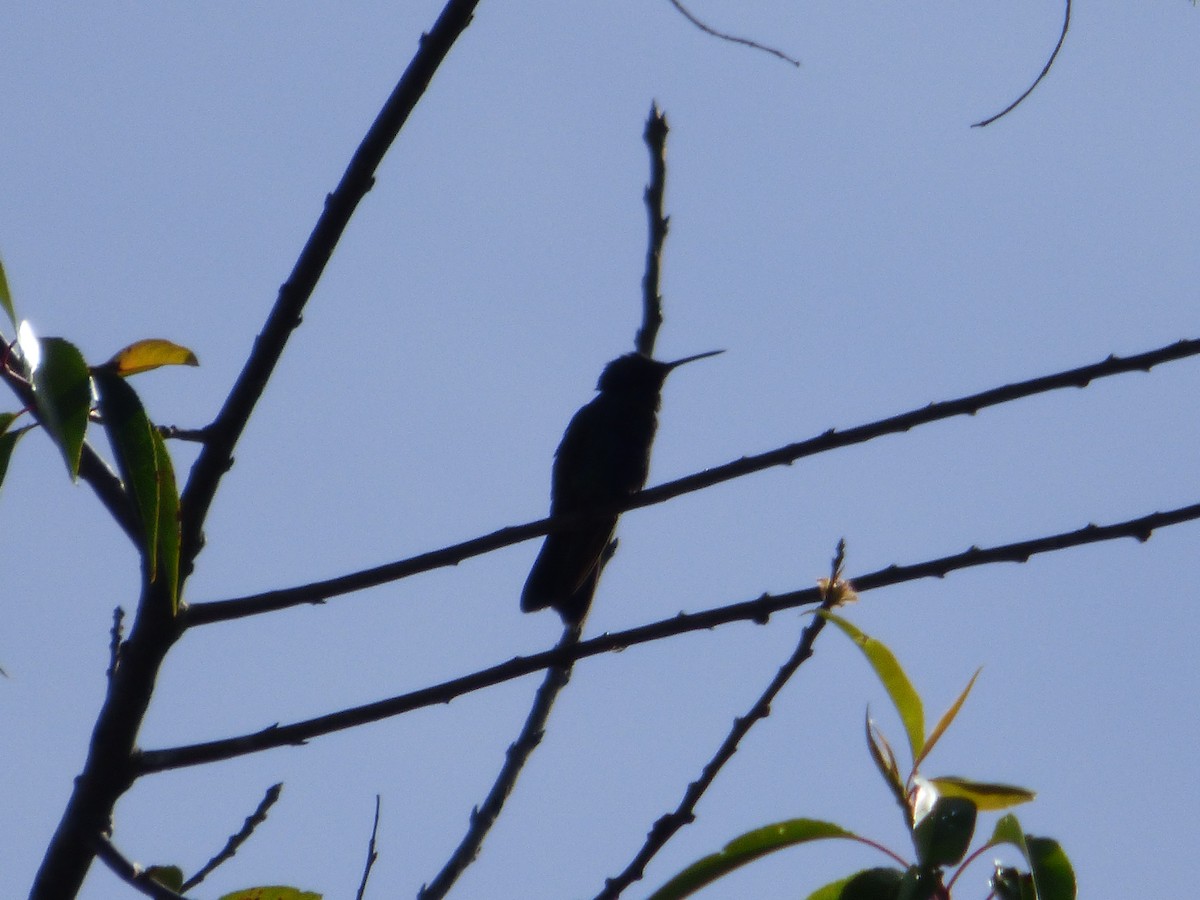 Sparkling Violetear - ML642478183