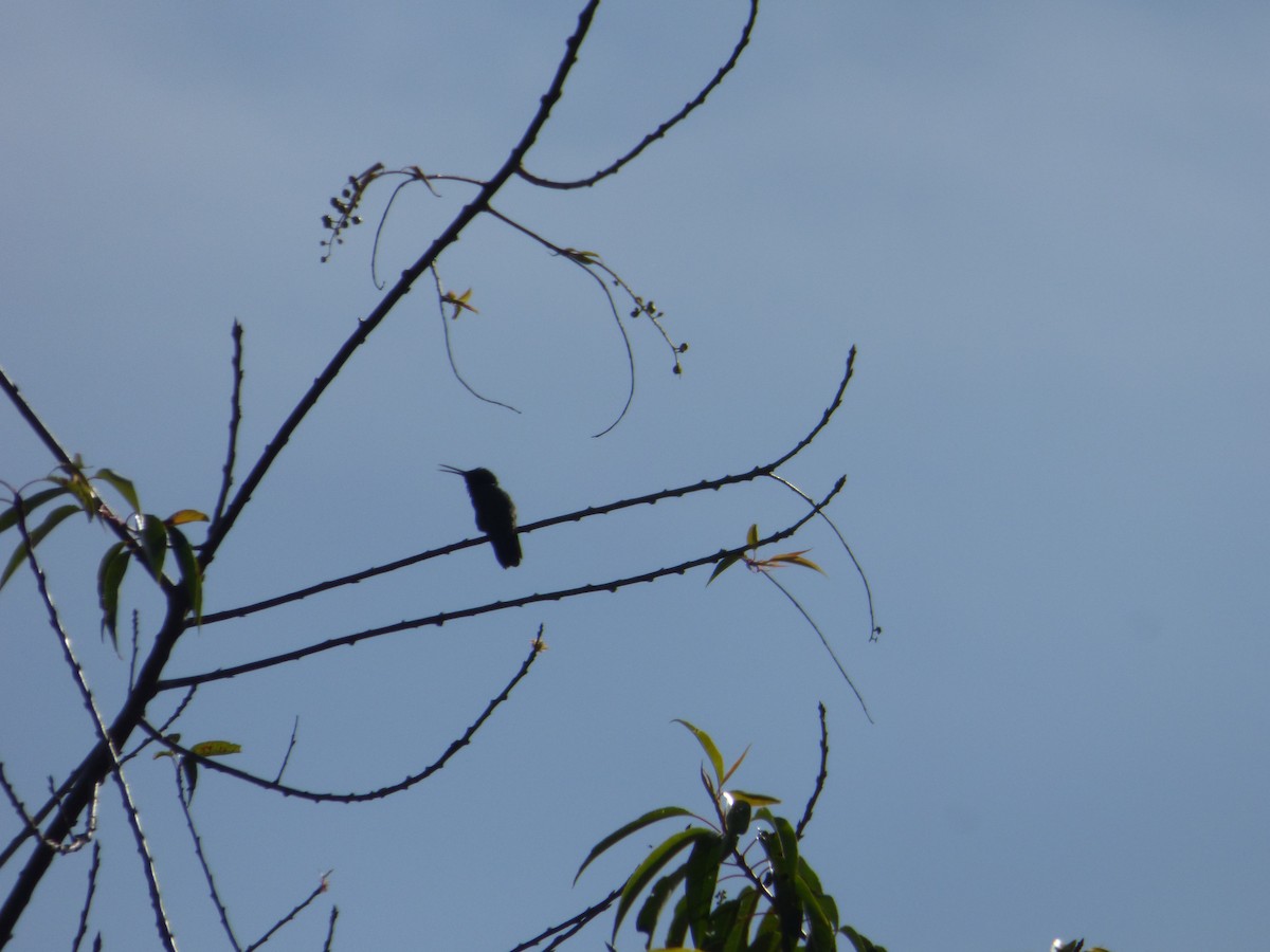 Sparkling Violetear - ML642478184