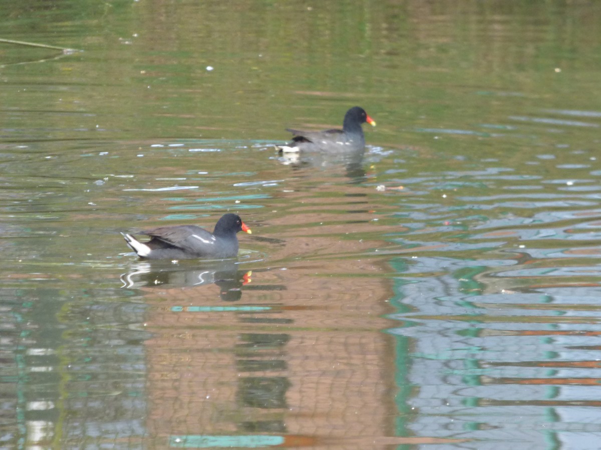 Common Gallinule - ML642478203