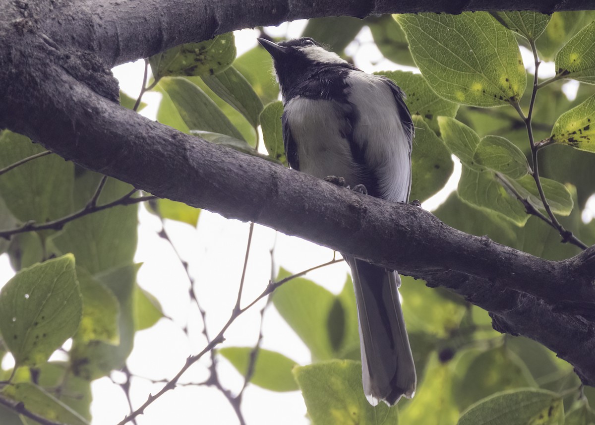 Asian Tit - ML642478224