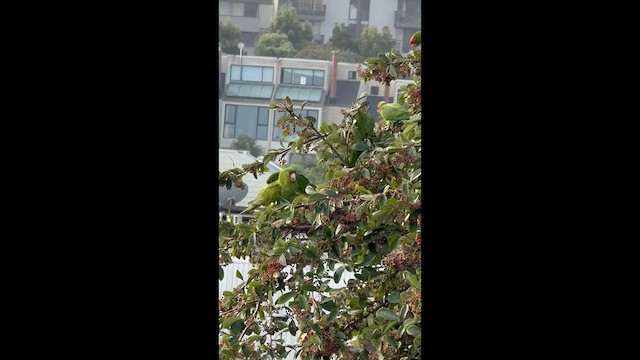 Red-masked Parakeet - ML642478247