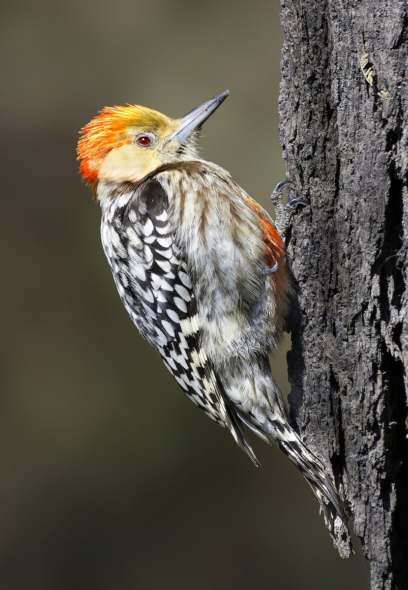 Yellow-crowned Woodpecker - ML642478269