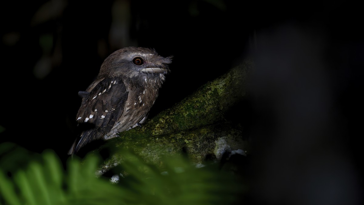 Marbled Frogmouth - ML642478270