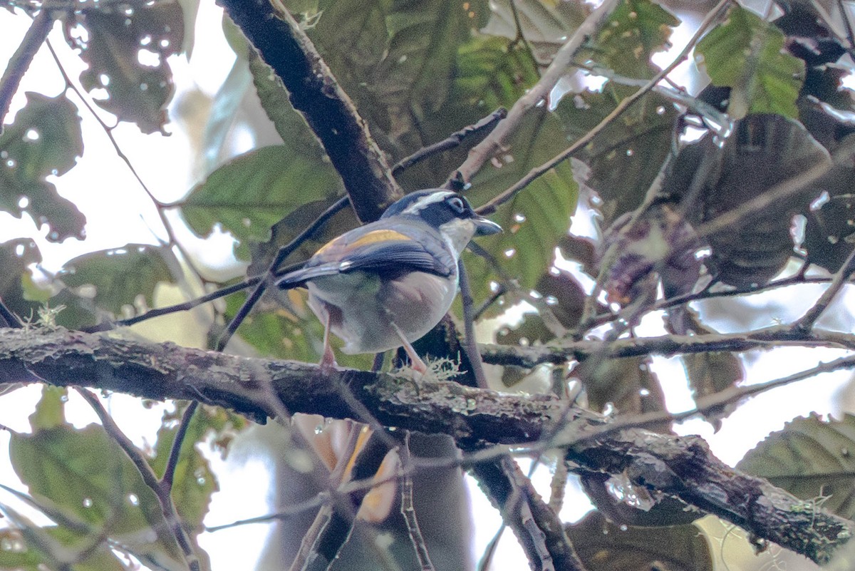 White-browed Shrike-Babbler - ML642478285