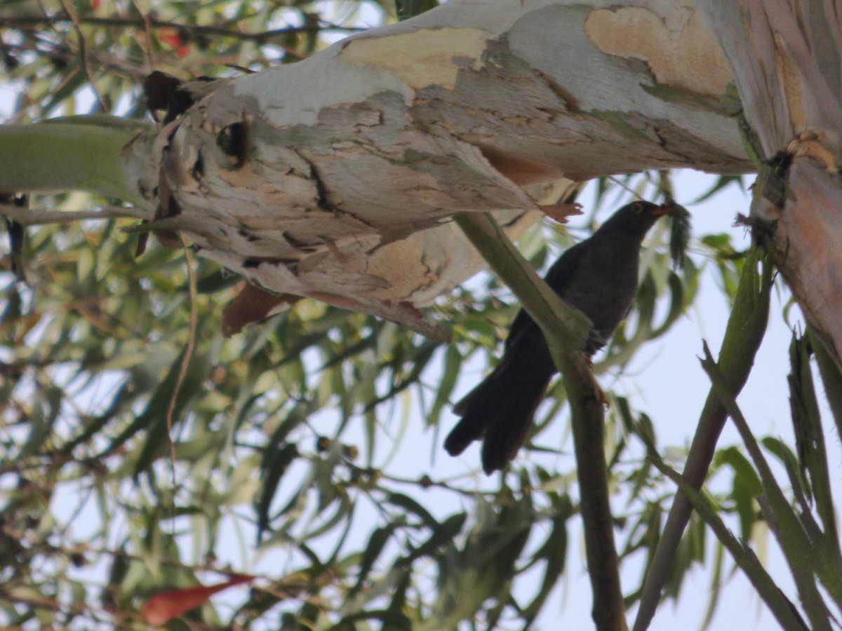 Great Thrush - ML642478293