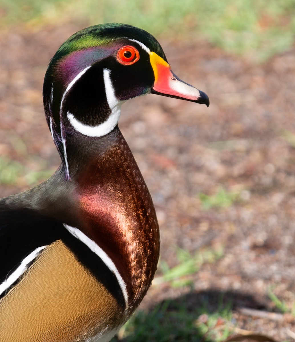 Wood Duck - ML642478296