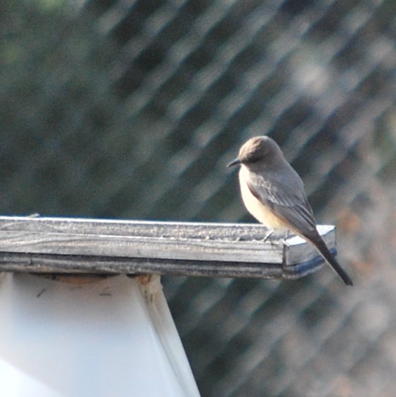 Say's Phoebe - ML642478325
