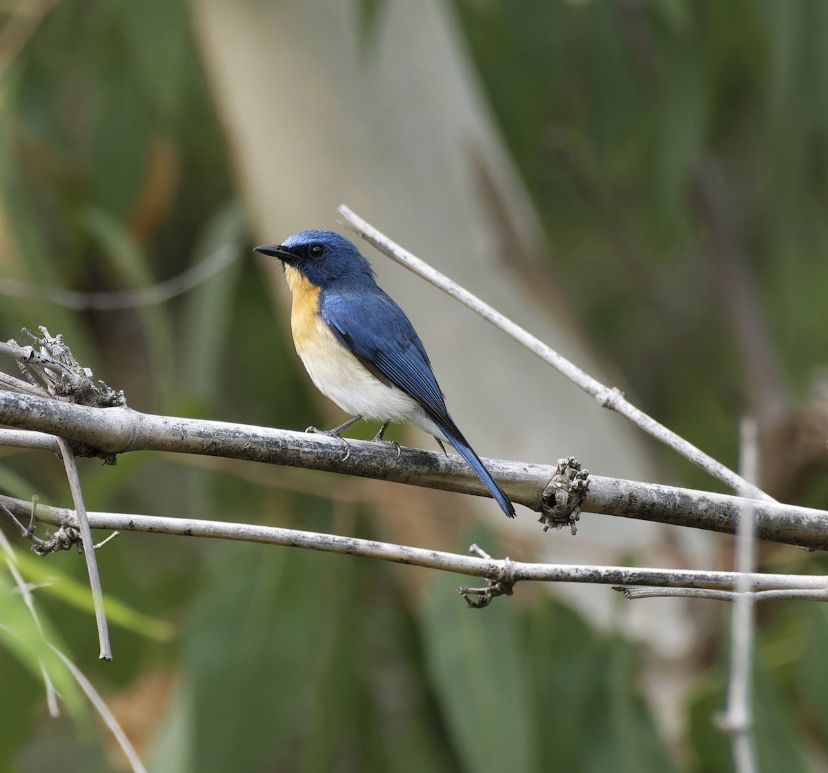 Tickell's Blue Flycatcher - ML642478330