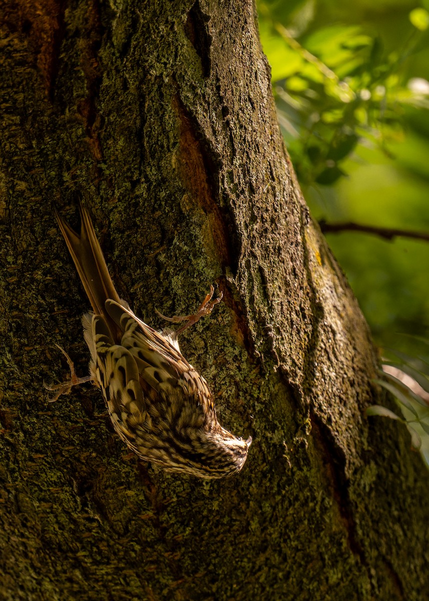 Brown Creeper - ML642478337