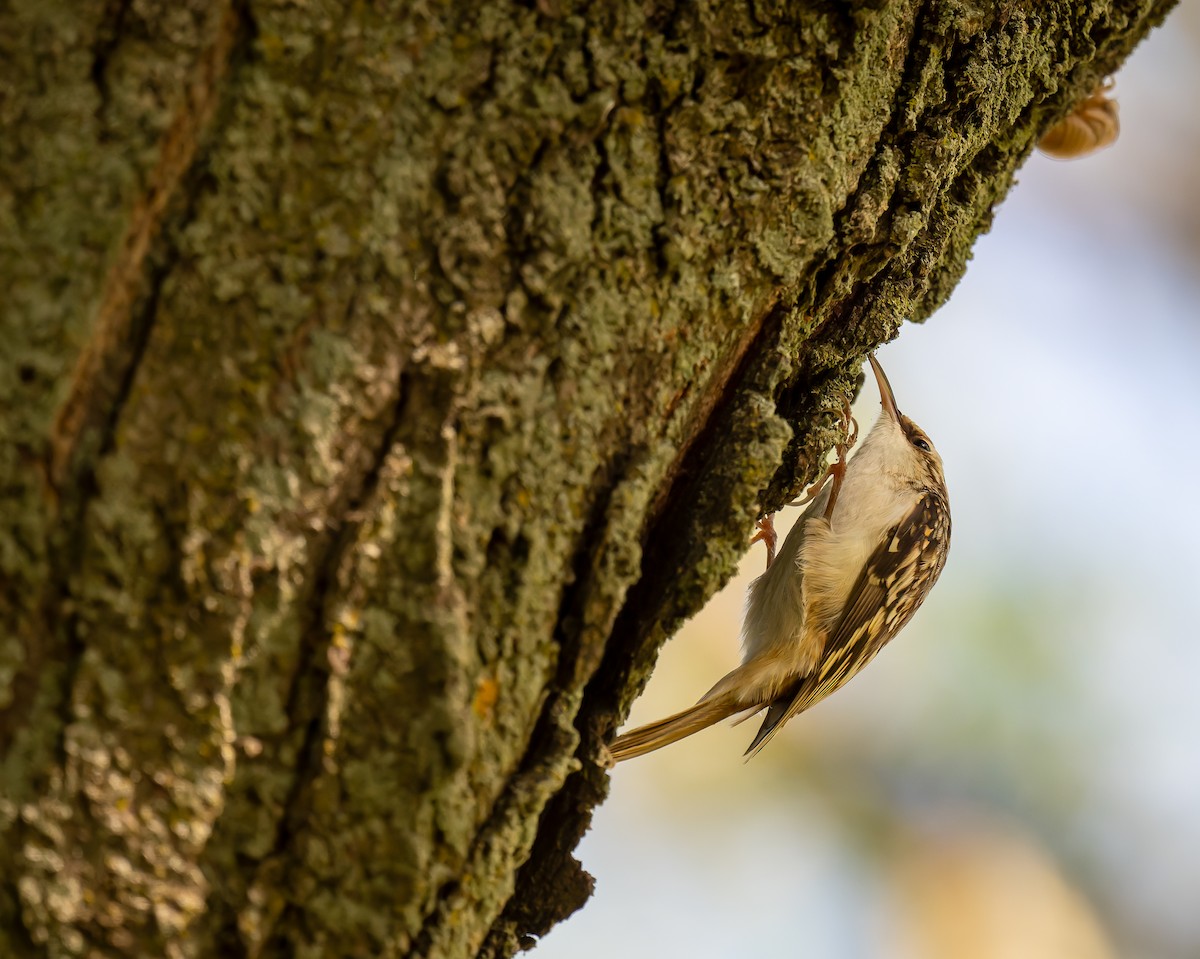 Brown Creeper - ML642478338