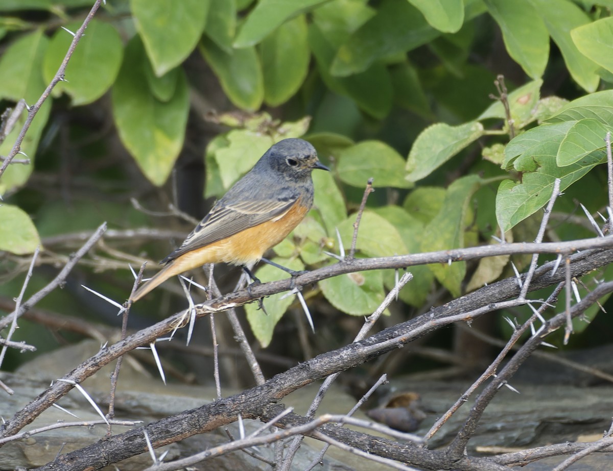 Black Redstart - ML642478352