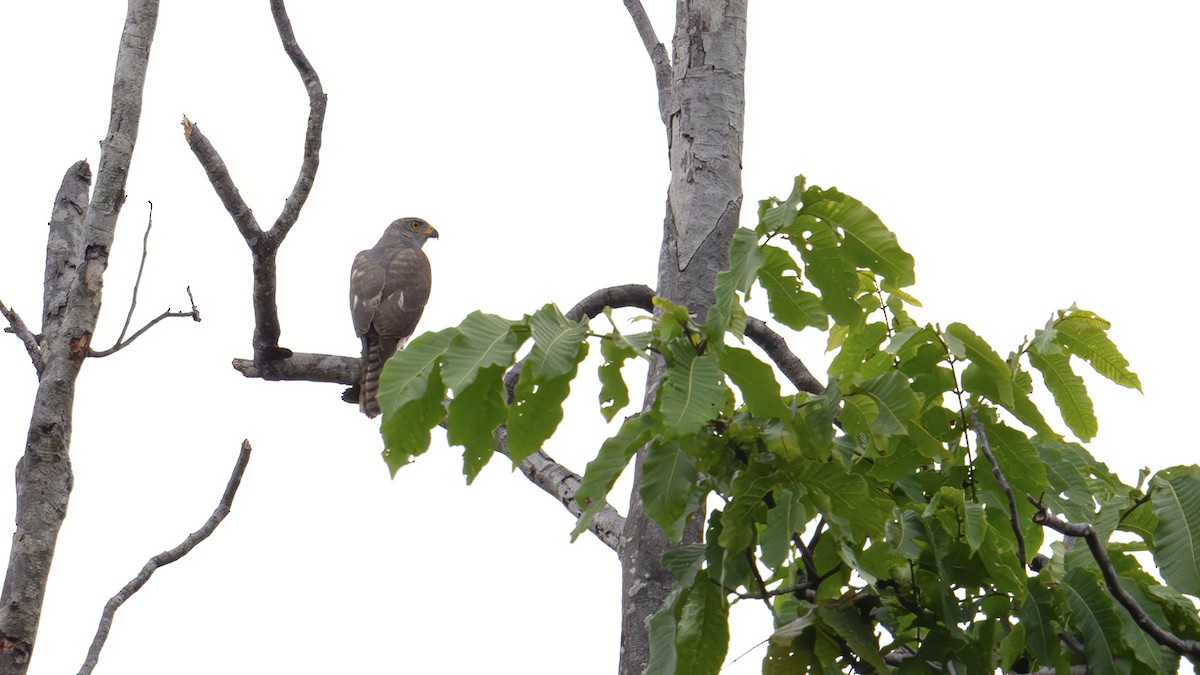 Variable Goshawk - ML642478353