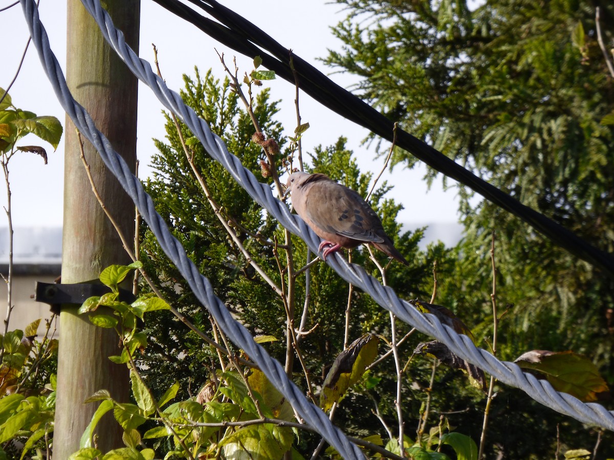 Eared Dove - ML642478354