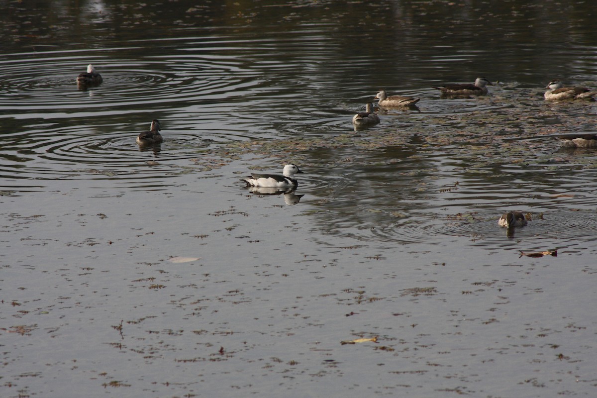 Cotton Pygmy-Goose - ML642478360