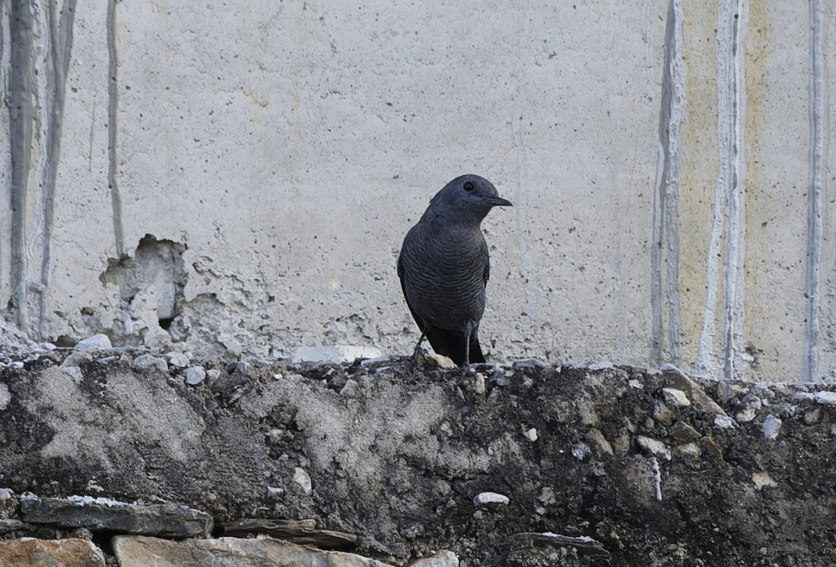 Blue Rock-Thrush - ML642478379