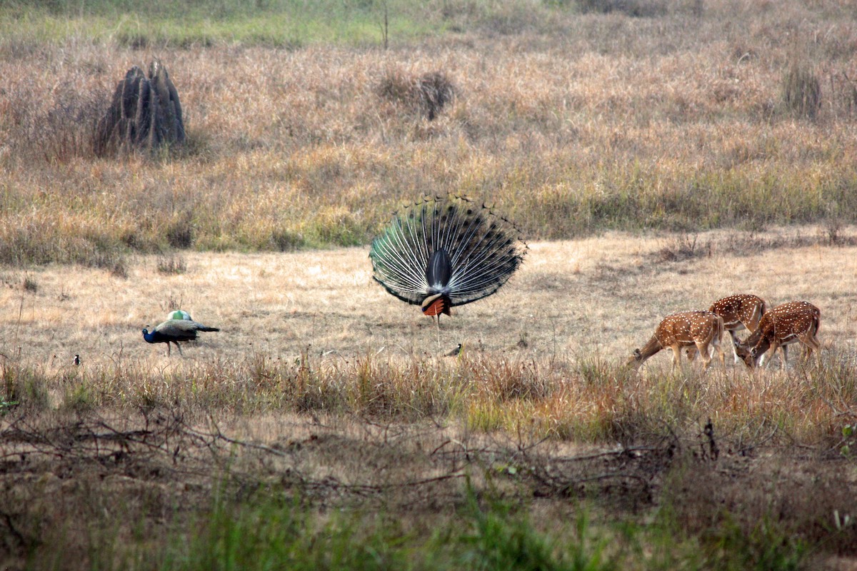 Pavo Real Común - ML642478389