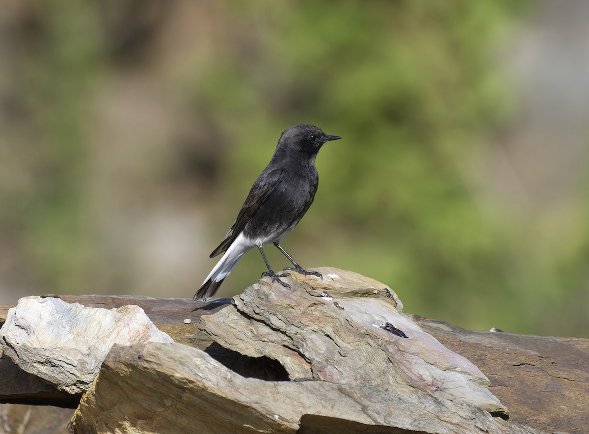 Variable Wheatear - ML642478396