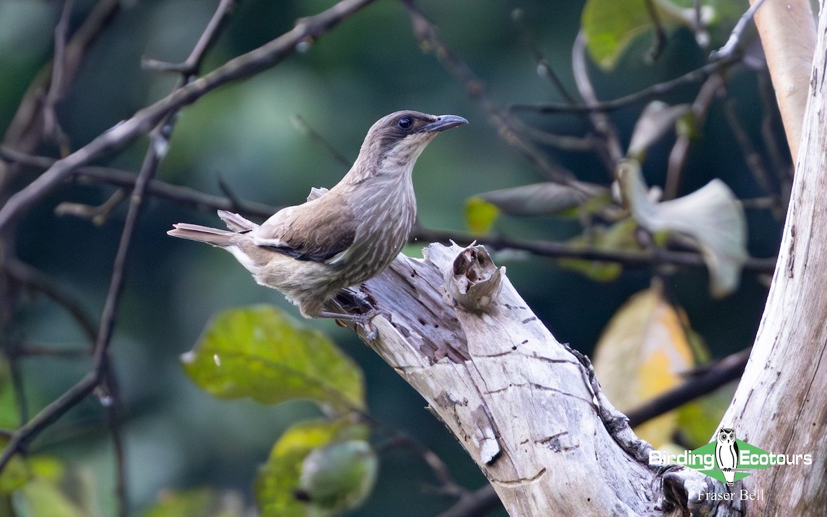 Polynesian Starling - ML642478399