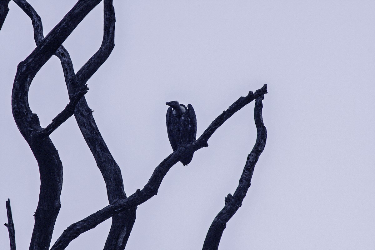 Indian Vulture - ML642478404