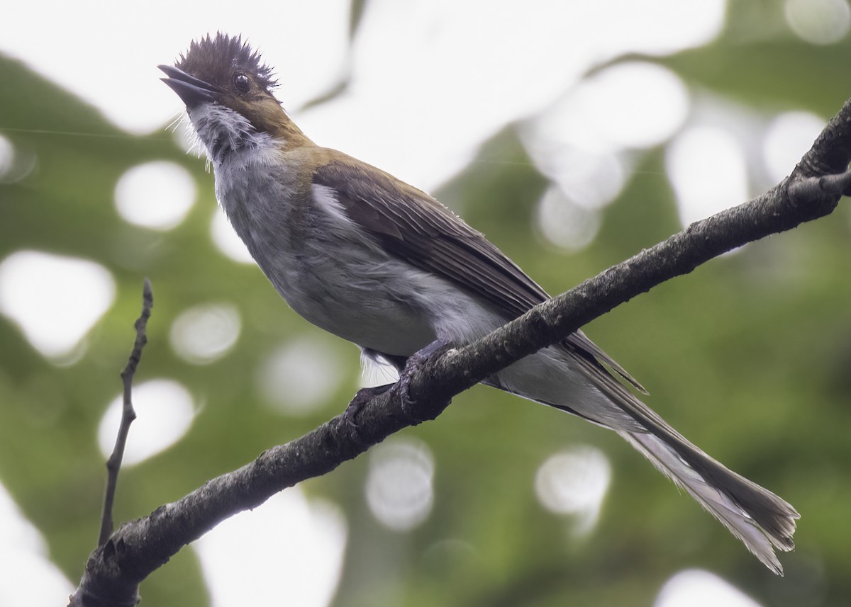 Chestnut Bulbul - ML642478411