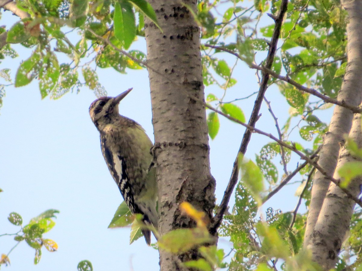 Yellow-bellied Sapsucker - ML642478423