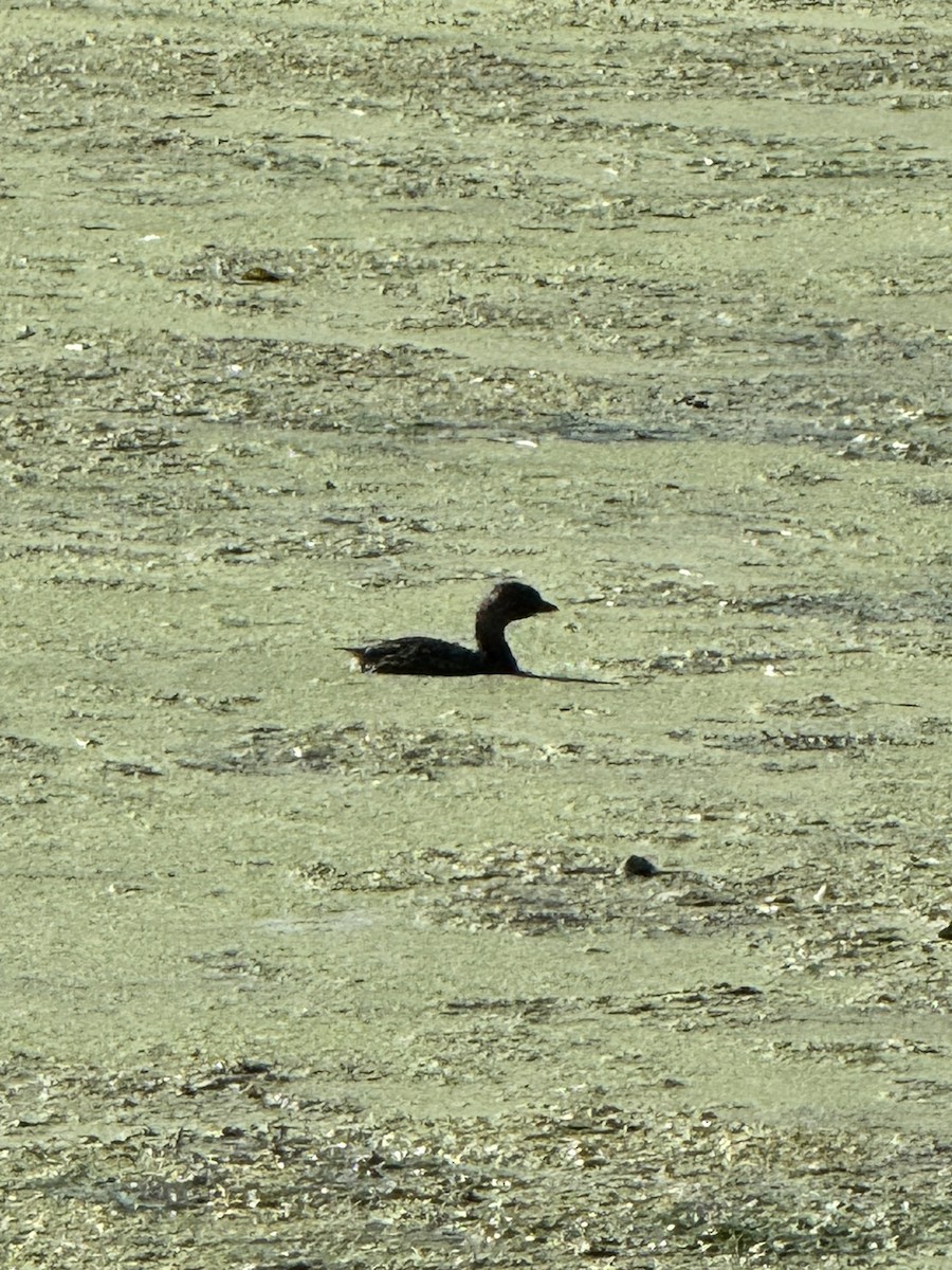 Pied-billed Grebe - ML642478425
