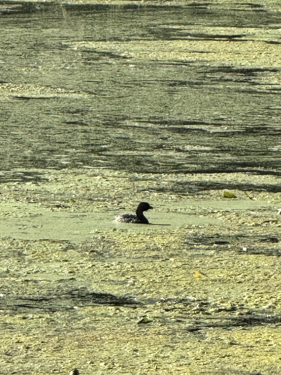 Pied-billed Grebe - ML642478426