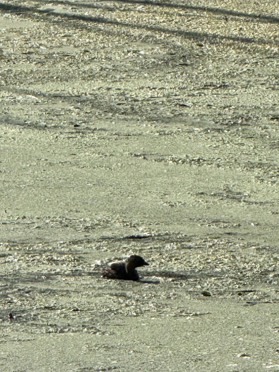 Pied-billed Grebe - ML642478427