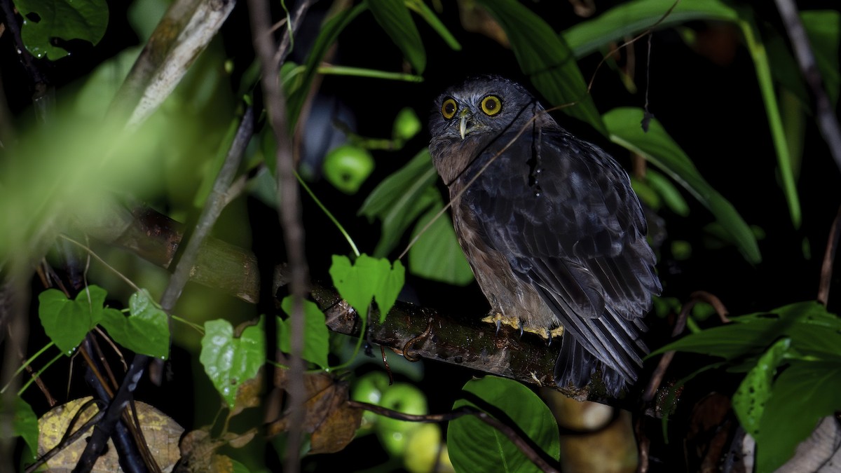 Papuan Boobook - ML642478428