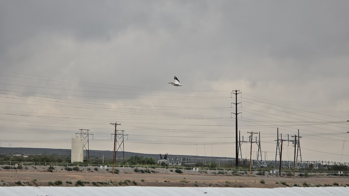 שקנאי אמריקני - ML642478435