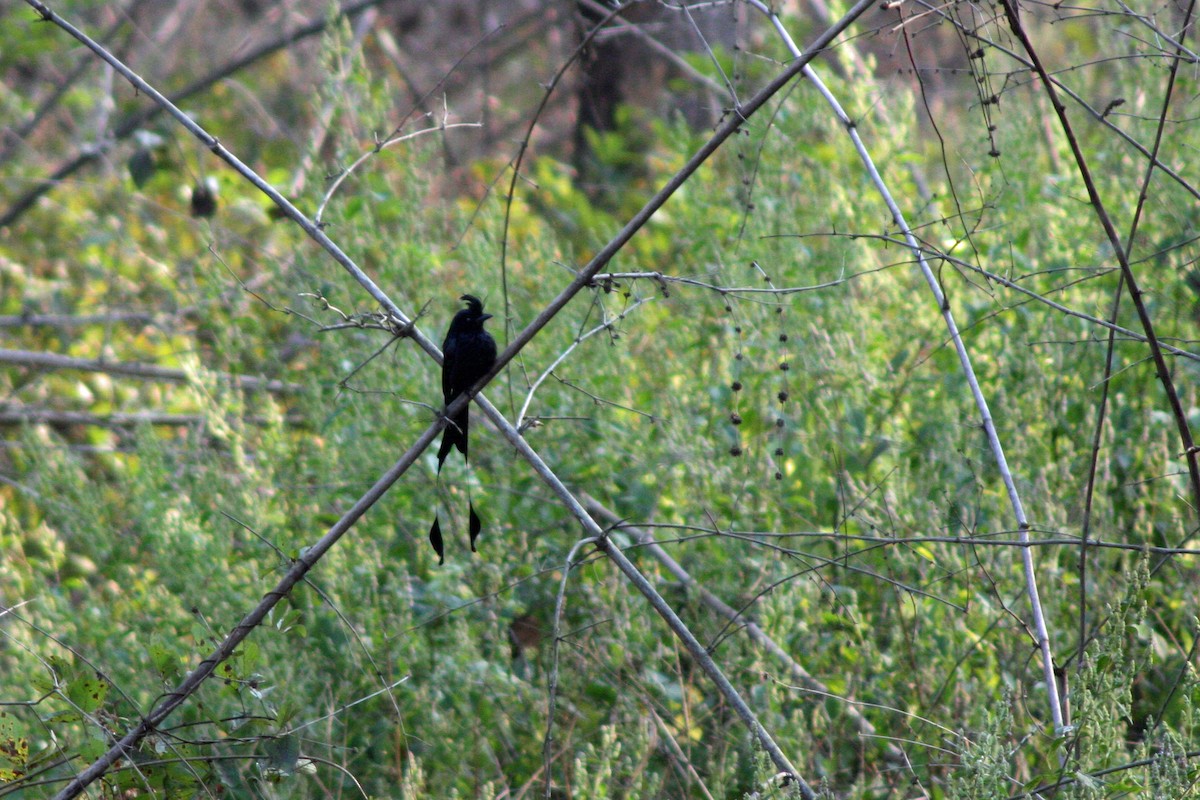 Greater Racket-tailed Drongo - ML642478443