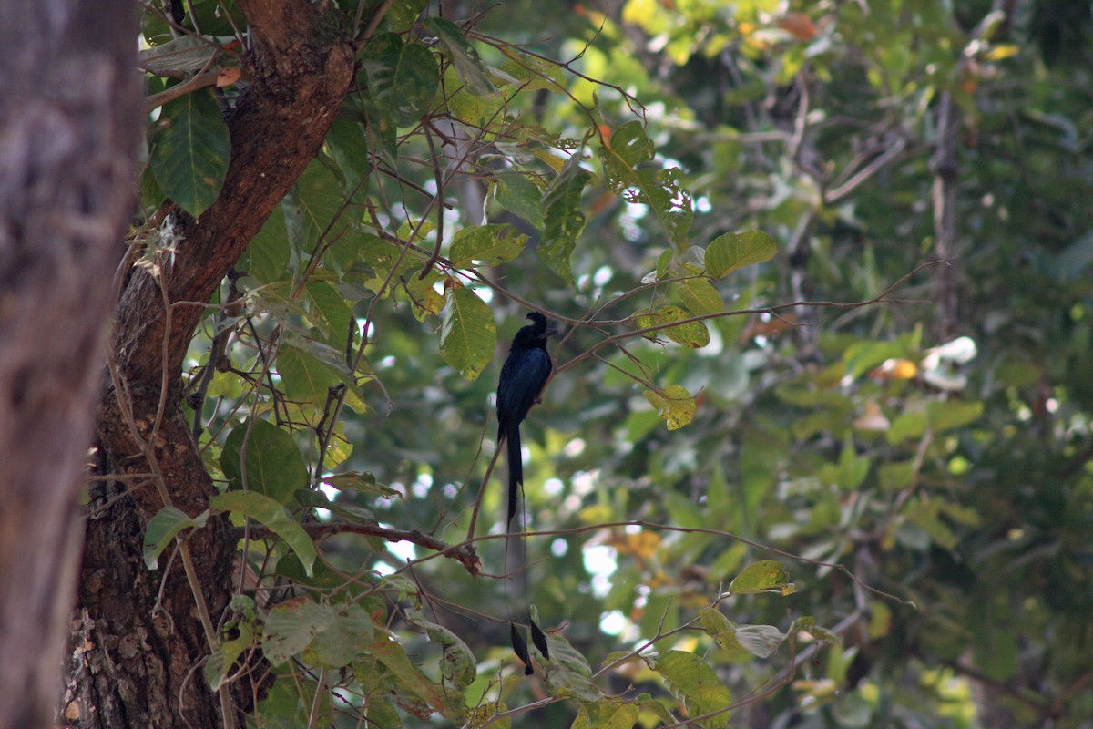 Greater Racket-tailed Drongo - ML642478444