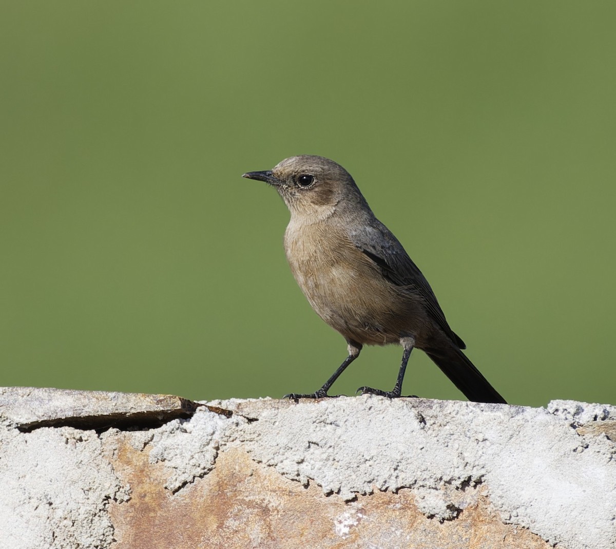 Brown Rock Chat - ML642478445