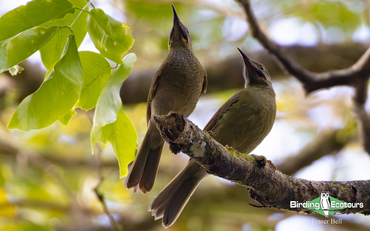 Western Wattled-Honeyeater - ML642478449