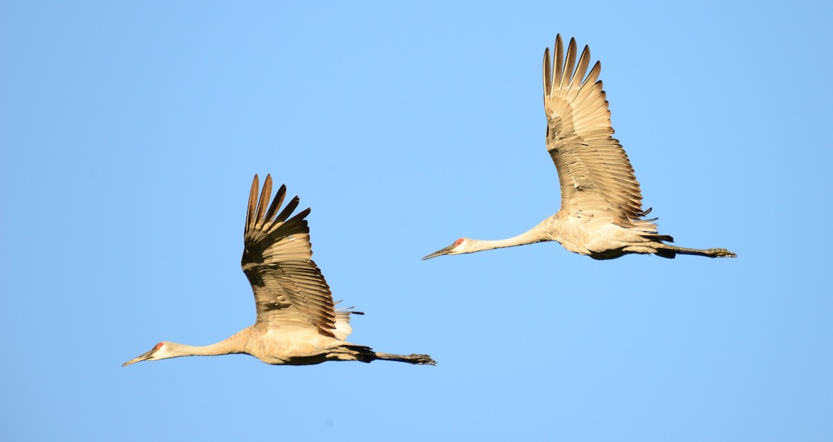 Sandhill Crane - ML642478456