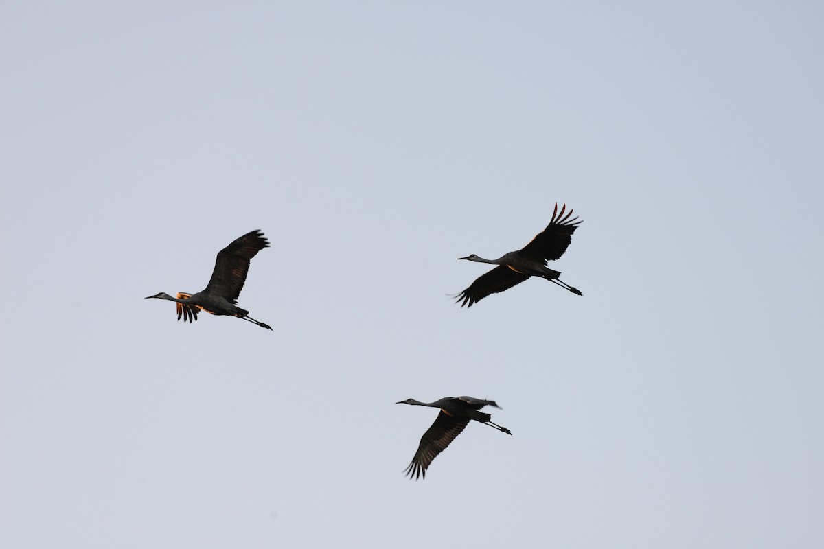 Sandhill Crane - ML642478457