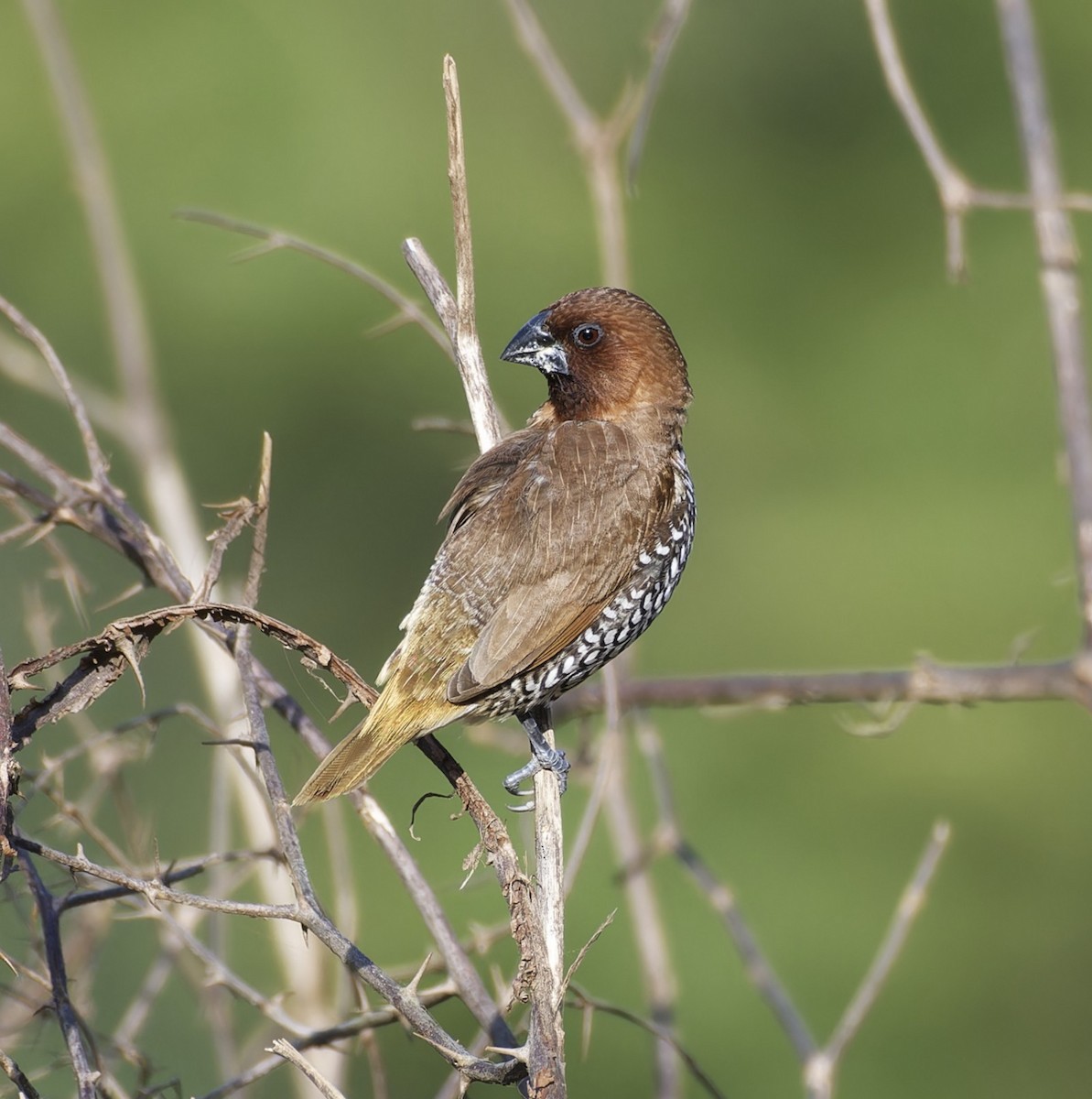 Scaly-breasted Munia - ML642478497