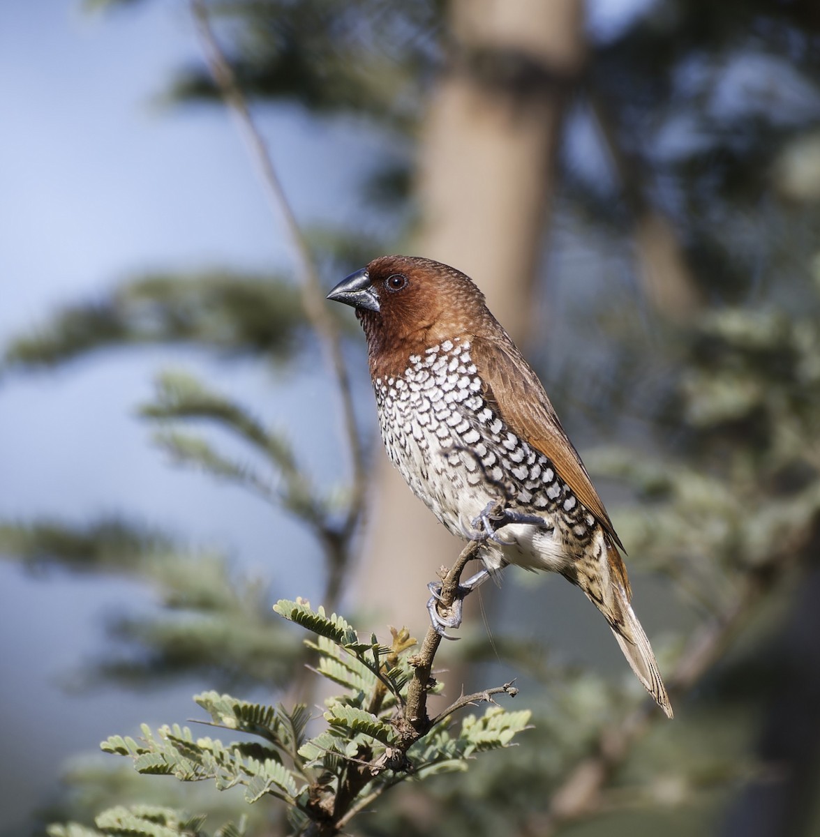 Scaly-breasted Munia - ML642478498