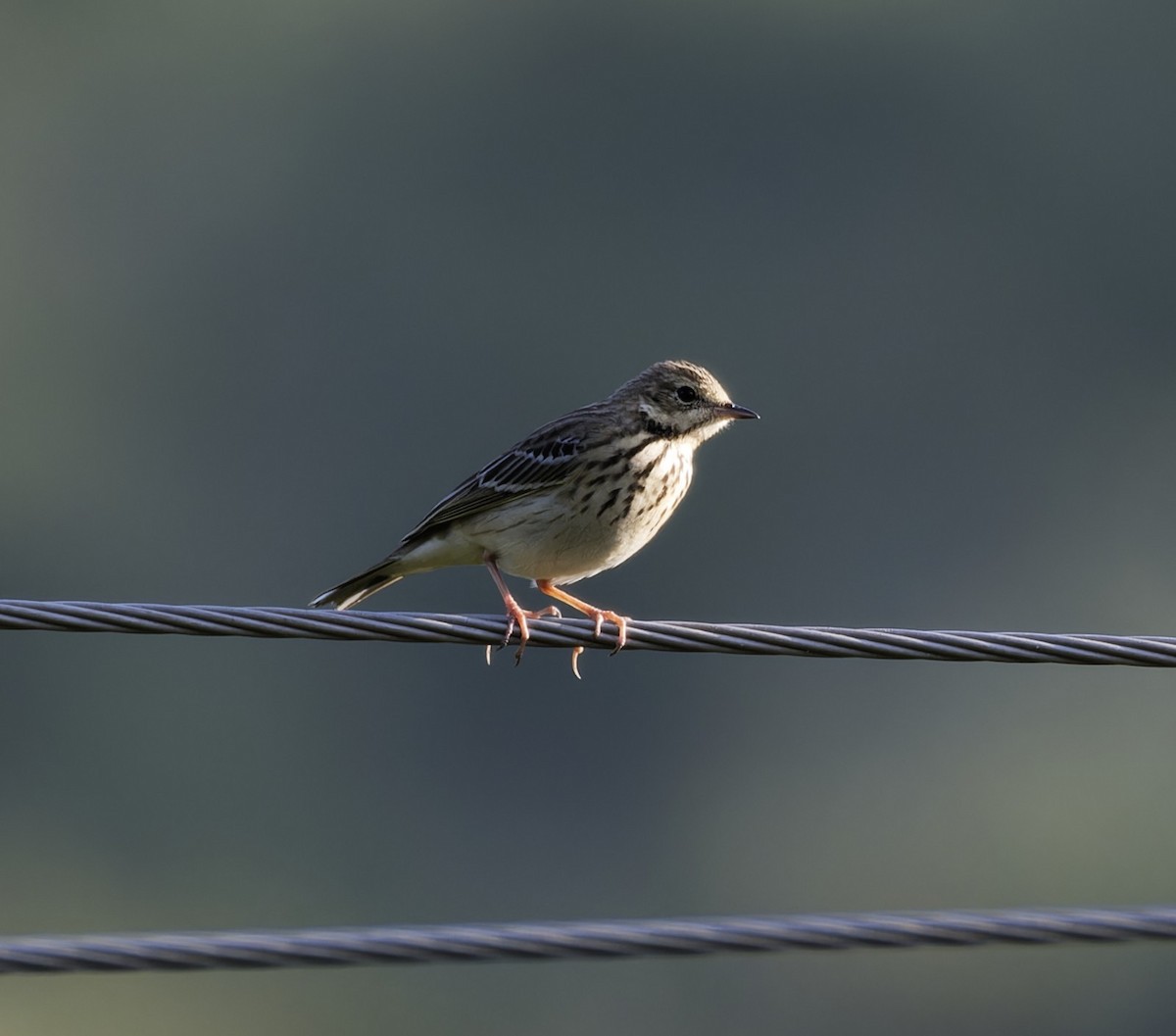 Tree Pipit - ML642478518