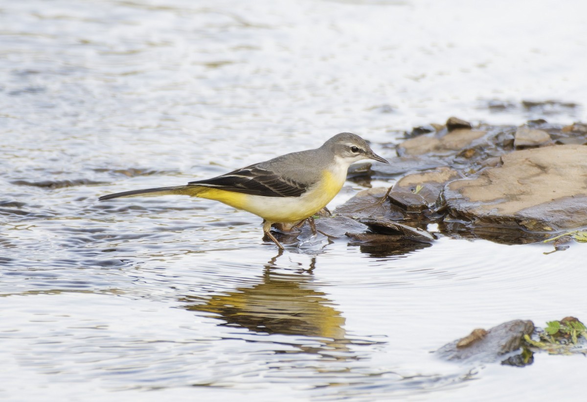 Gray Wagtail - ML642478535
