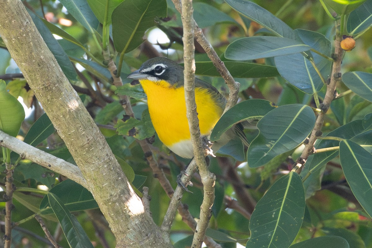 Yellow-breasted Chat - ML642478561