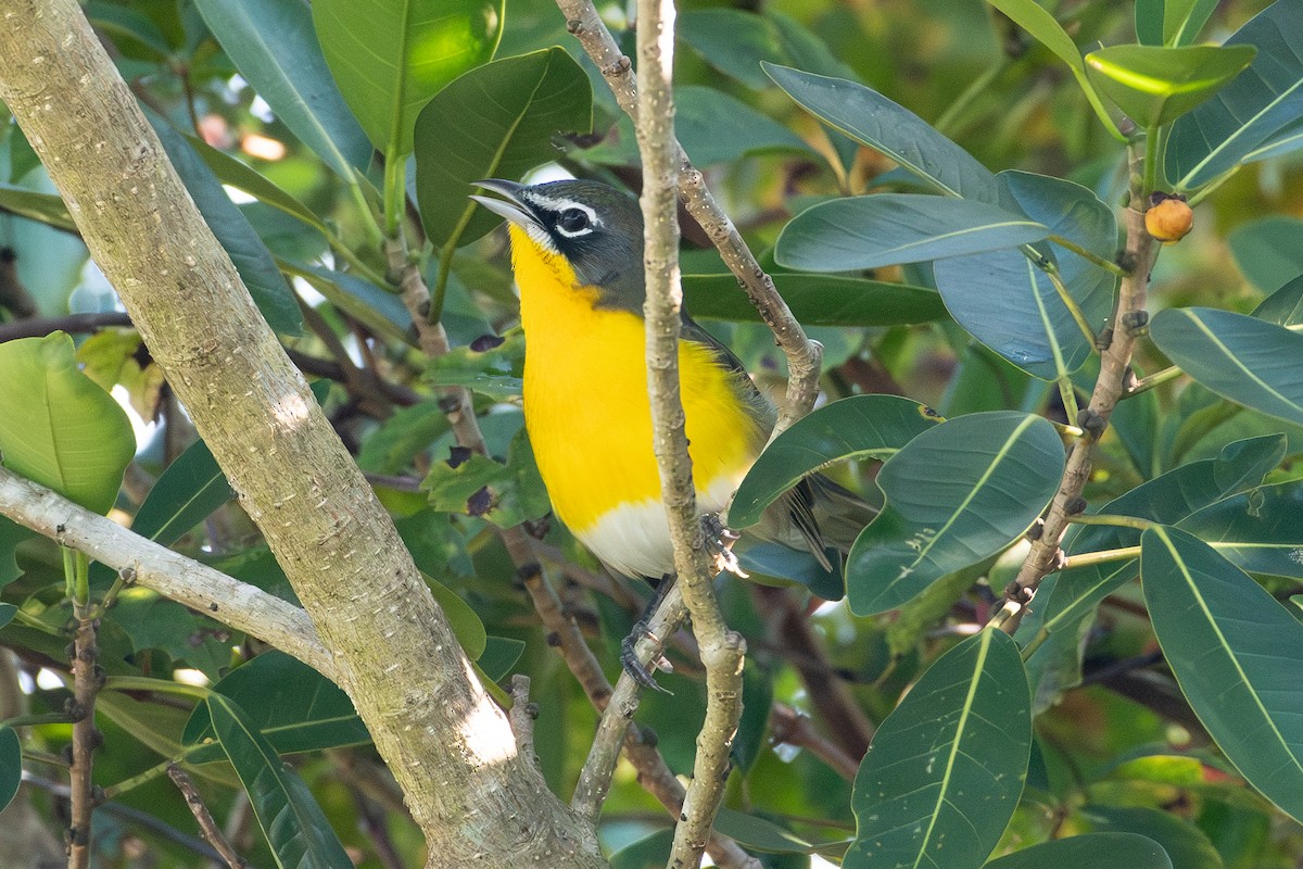 Yellow-breasted Chat - ML642478562