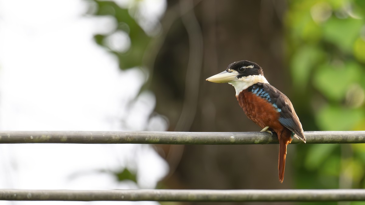 Rufous-bellied Kookaburra - ML642478569